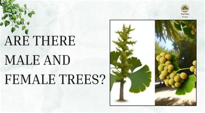 Are all fruit trees female?