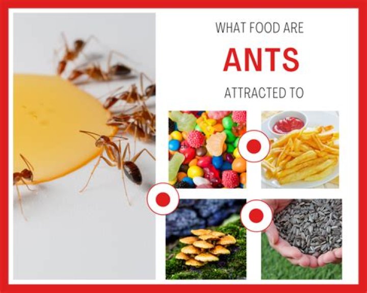 Are ants attracted to nut?