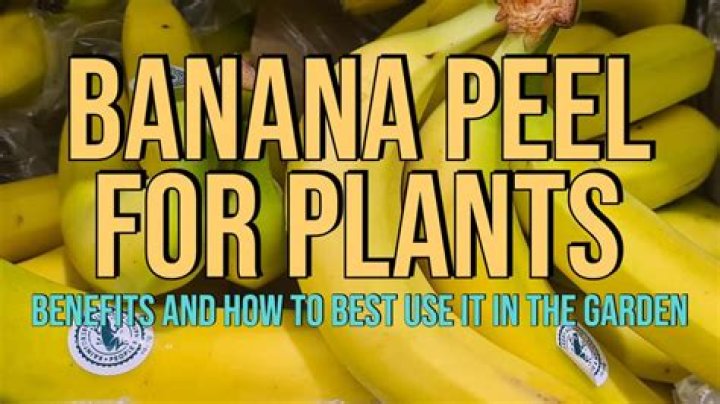 Are banana peels good for peace lily?