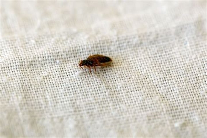 Are bed bugs found in dirty homes?