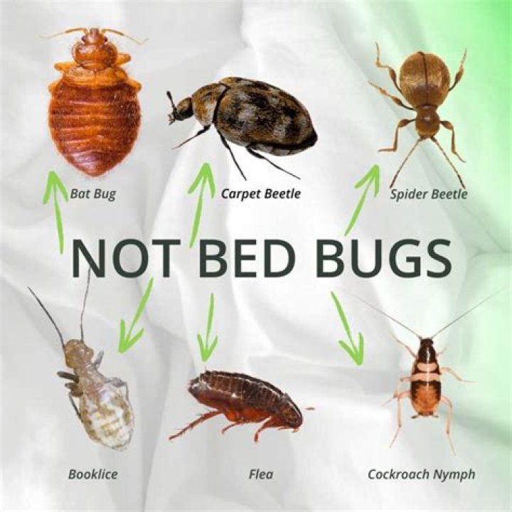Are bed bugs in the mattress or sheets?