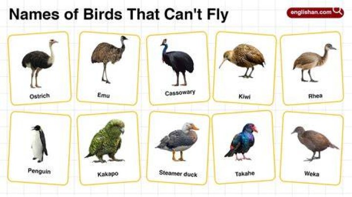 Are birds God's messengers?