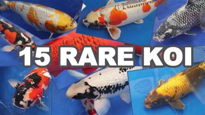 Are black koi rare?