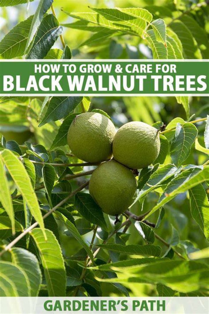 Are black walnuts valuable?
