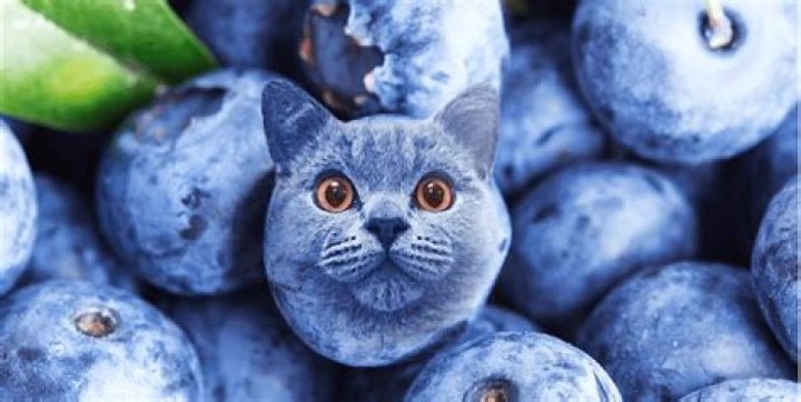 Are blueberries safe for cats?