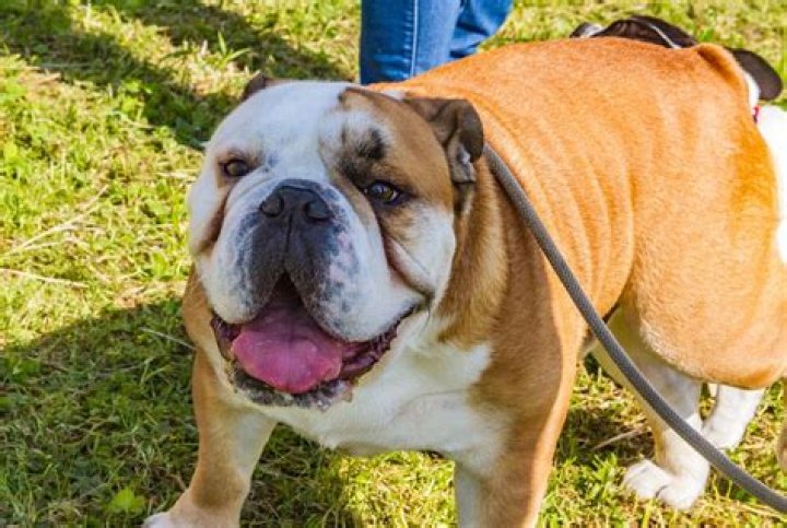 Are Bulldogs man made?