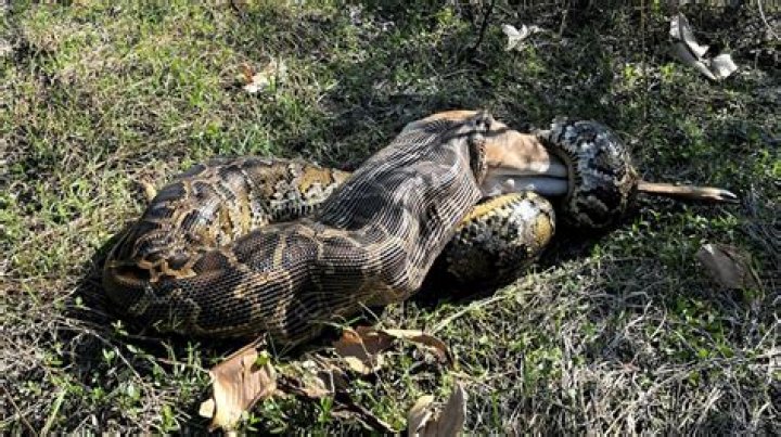 Are Burmese pythons still a problem in Florida?