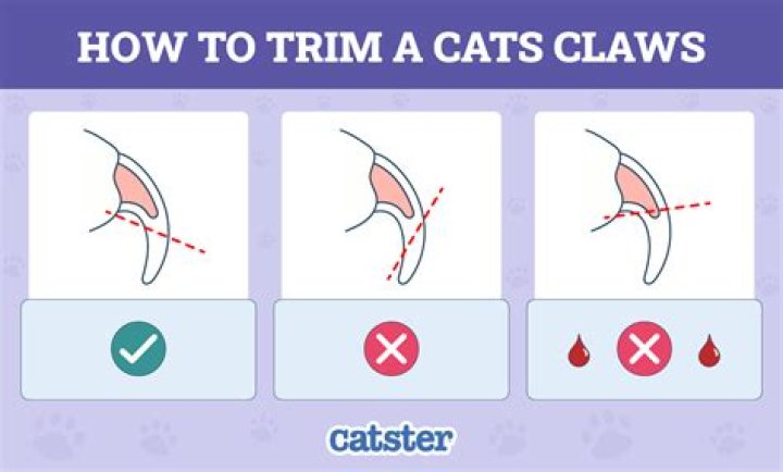 Are cat claws dirty?