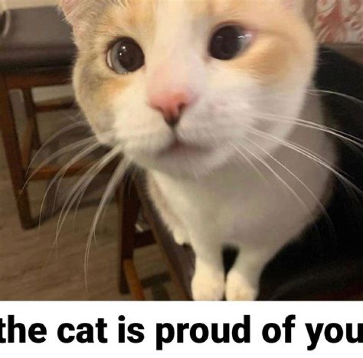 Are cats proud?