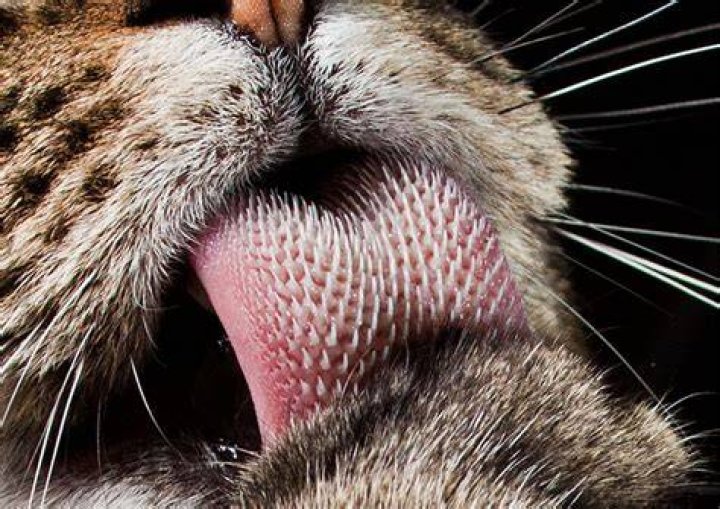 Are cats tongues clean?