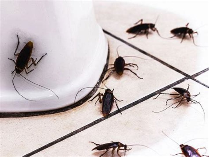 Are cockroaches attracted to houseplants?