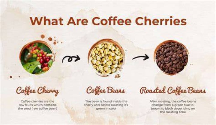 Are coffee cherries edible?