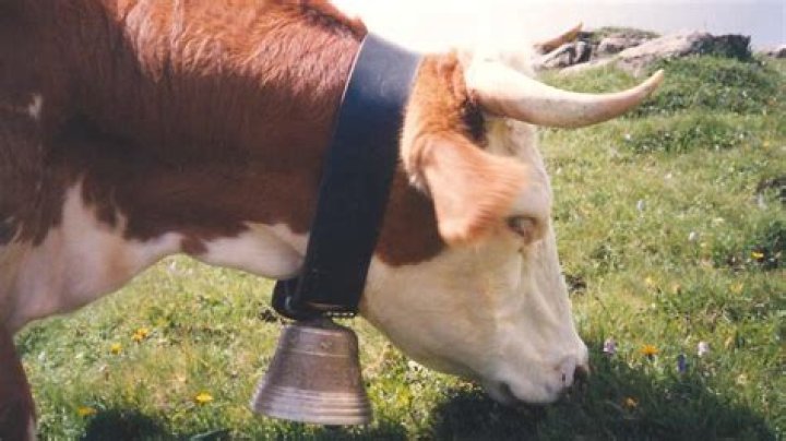 Are cowbells bad for cows?