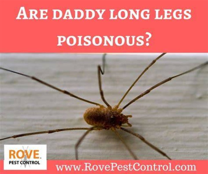 Are Daddy Long Legs poisonous to cats?