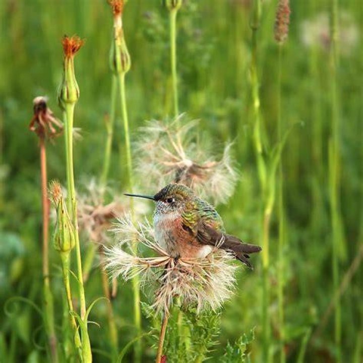 Are dandelions good for birds?