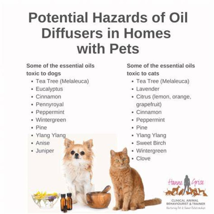 Are diffused essential oils toxic to cats?