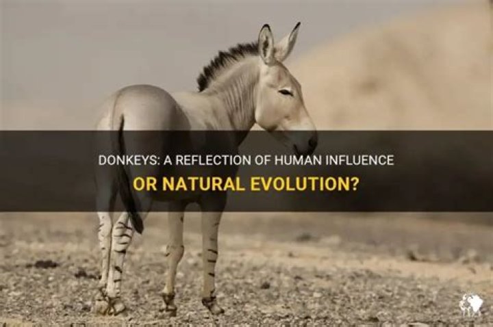Are donkeys man made?