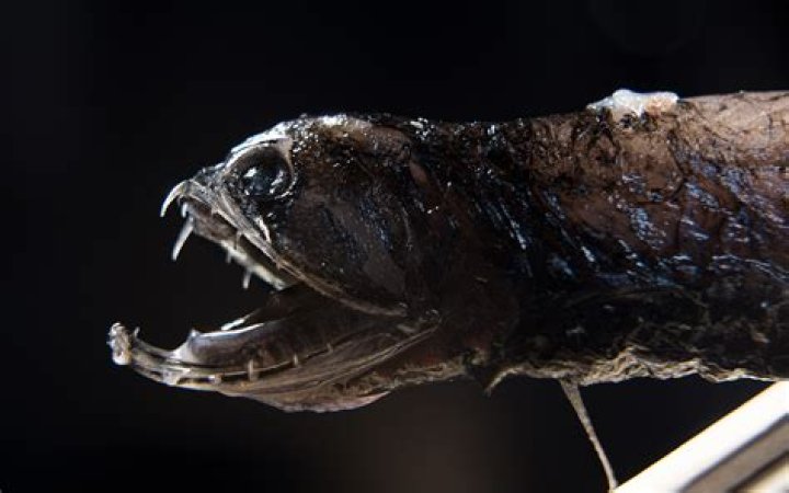 Are Dragonfish real?