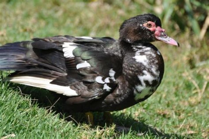 Are ducks loud?