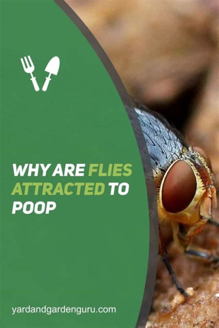 Are flies attracted to human poop?
