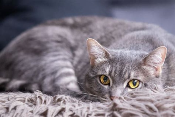 Are GREY cats more affectionate?