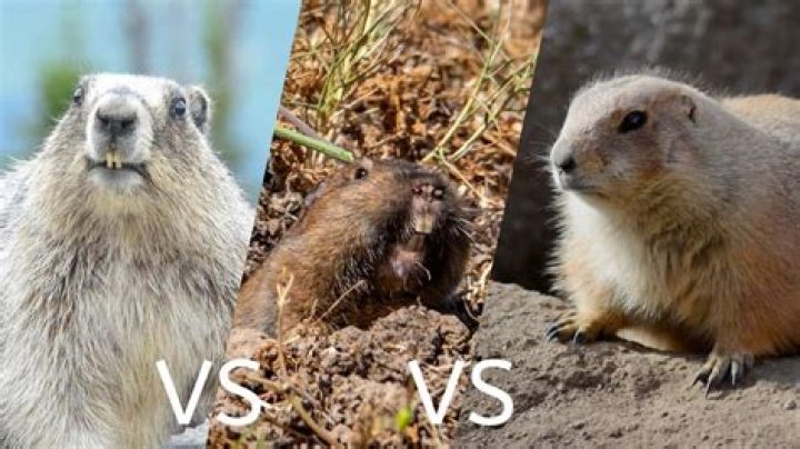 Are groundhogs good to have around?