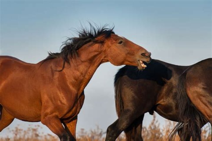 Are horses aggressive?