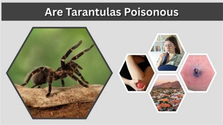 Are humans poisonous?