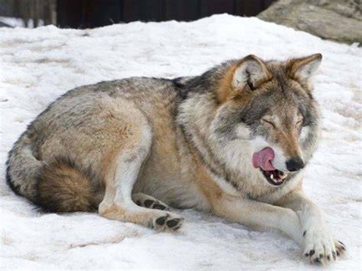 Are Huskies wolf hybrids?