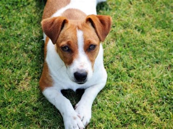 Are Jack Russells clingy dogs?