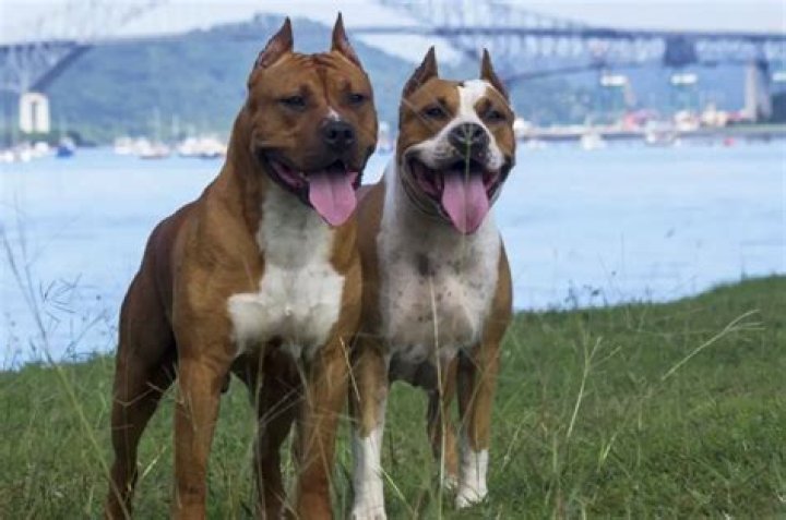 Are male dogs more protective?