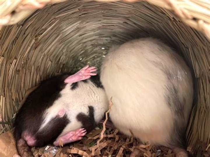 Are male or female rats smarter?