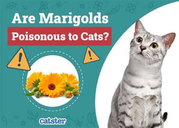 Are marigolds poisonous to cats?