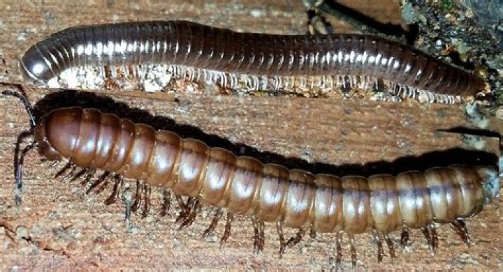 Are millipedes attracted to light?