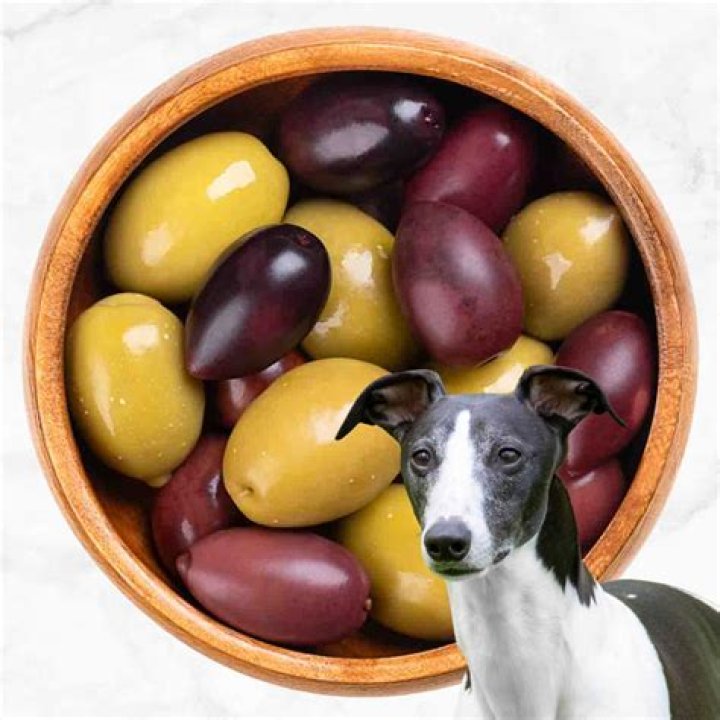 Are olives poisonous to dogs?
