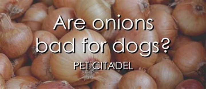 Are onions bad for dogs?
