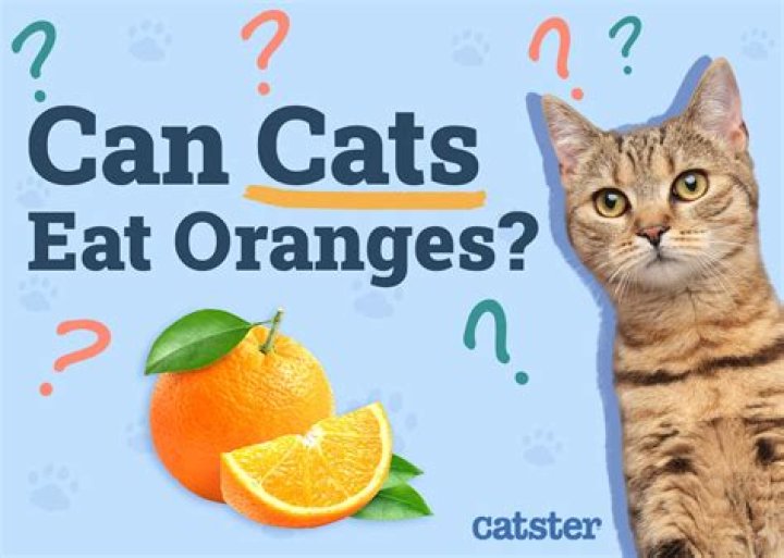 Are oranges poisonous to cats?