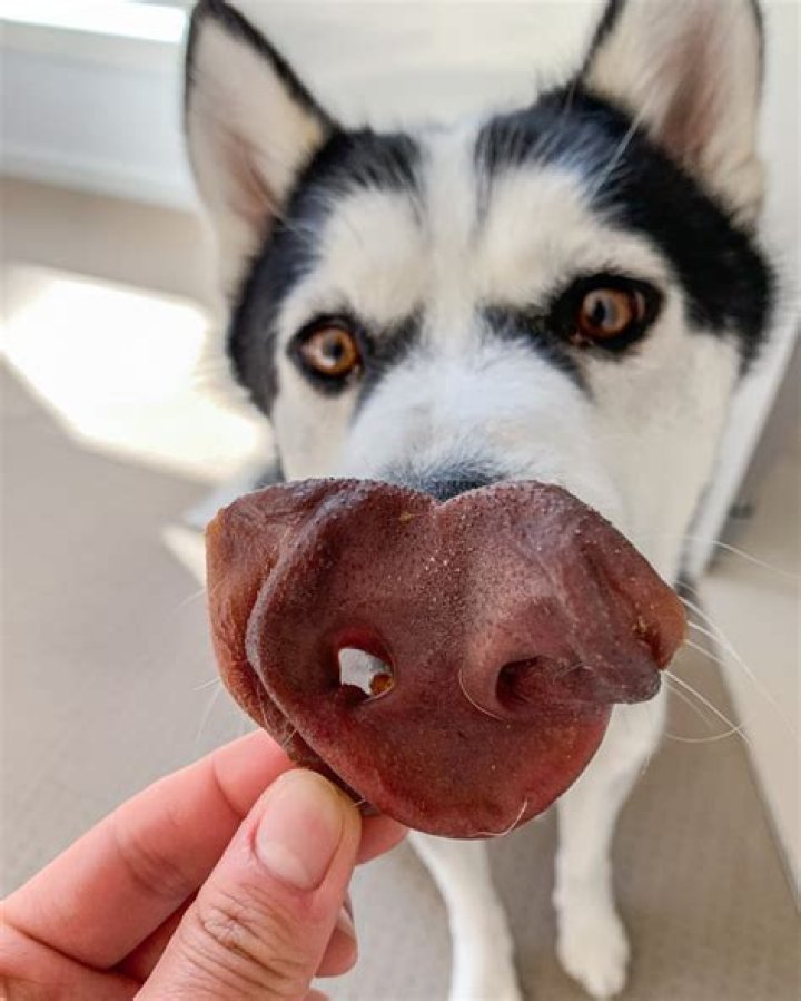 Are pig snouts safe for dogs?