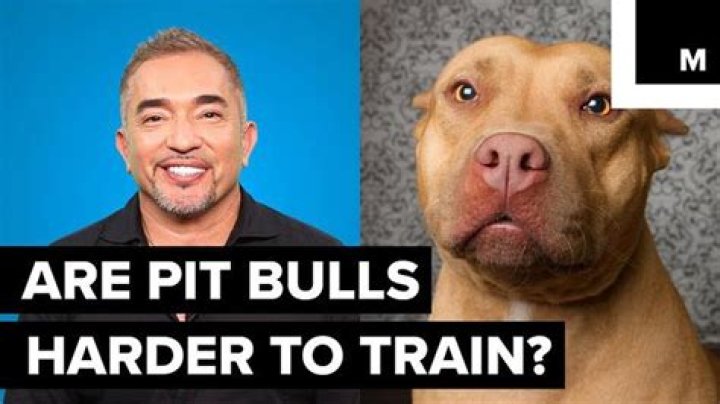 Are pitbulls hard to train?