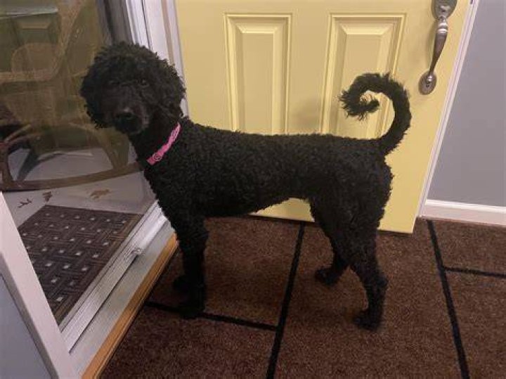 Are Poodle tails docked?