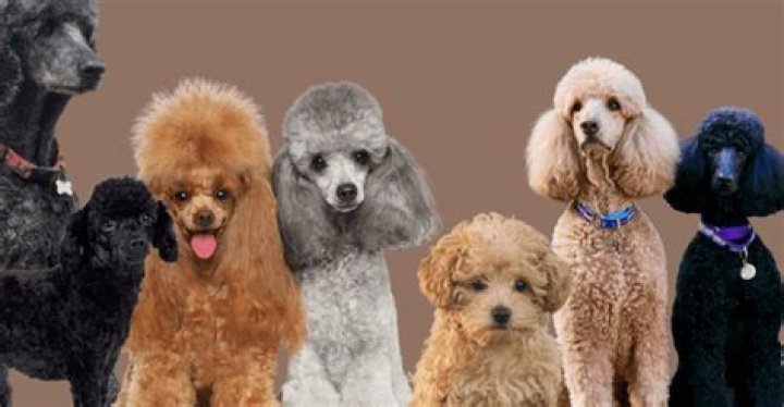 Are poodles stubborn dogs?