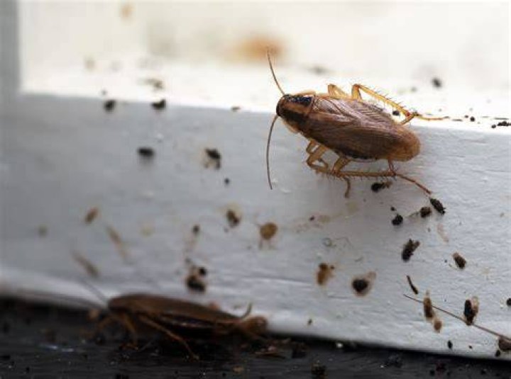 Are roaches dirty?