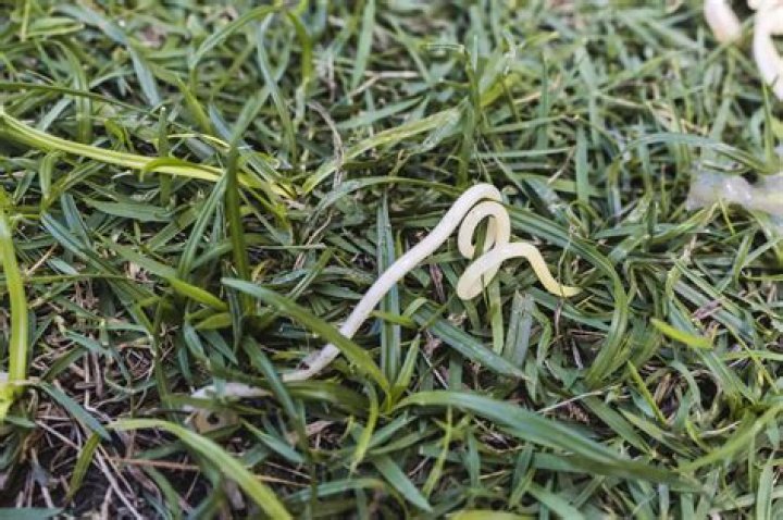 Are roundworms hard to get rid of?