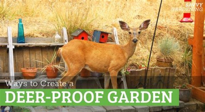 Are salvias deer proof?