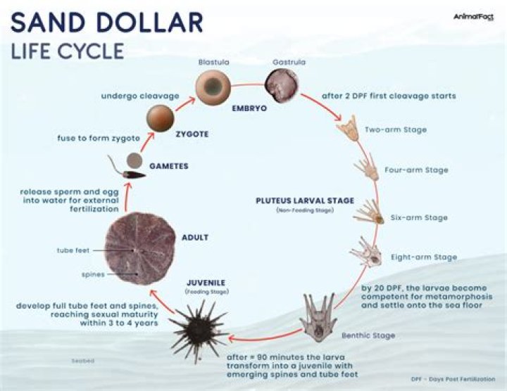 Are sand dollars fragile?