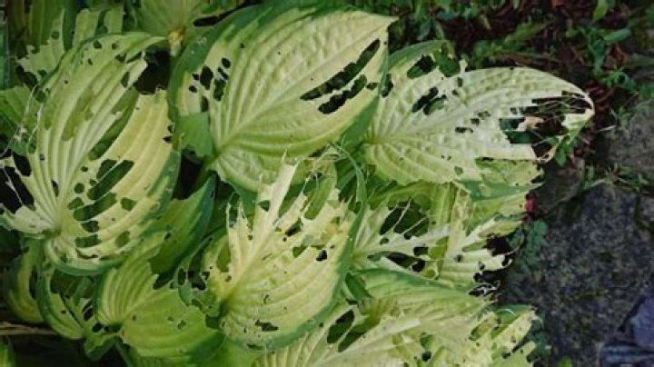 Are slugs eating my hostas?