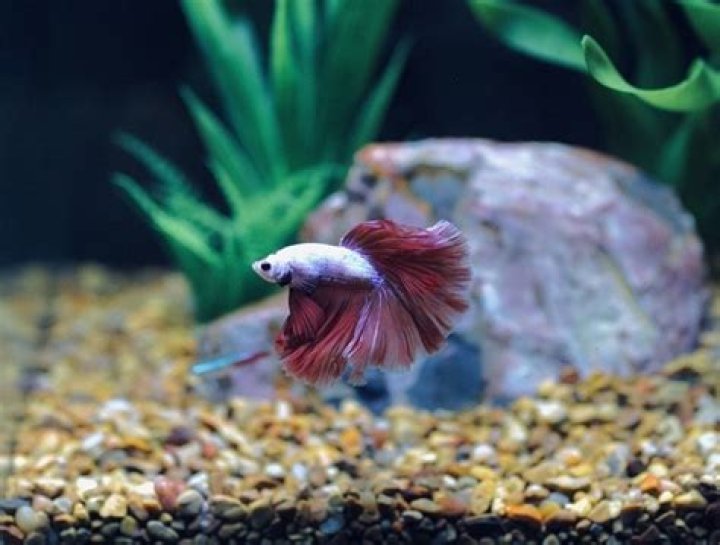 Are small fish tanks cruel?