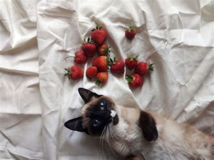 Are strawberries safe for cats?