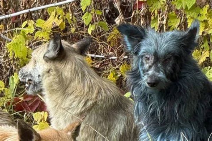 Are there dogs in Iceland?