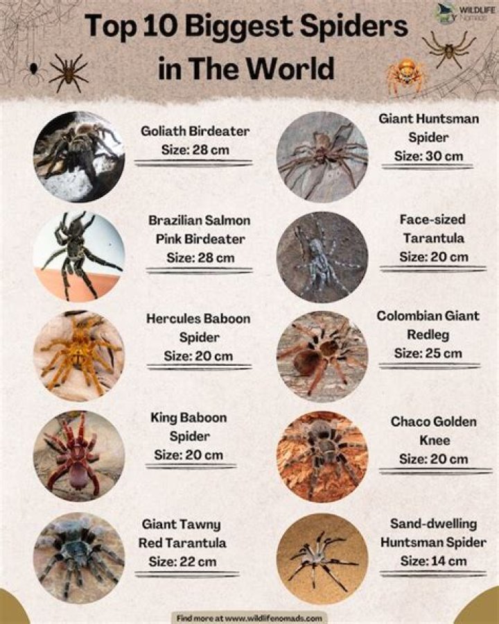 Are there human sized spiders?